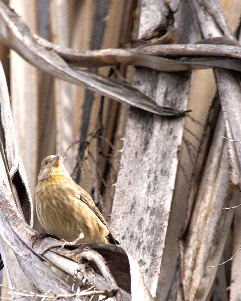 House Finch - ML643525969