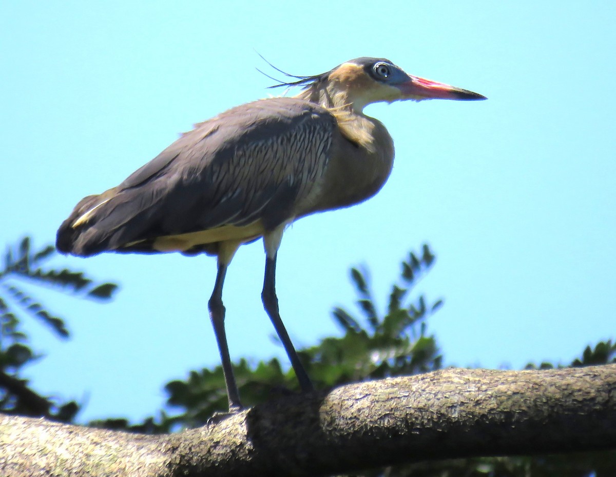 Whistling Heron - ML643525974