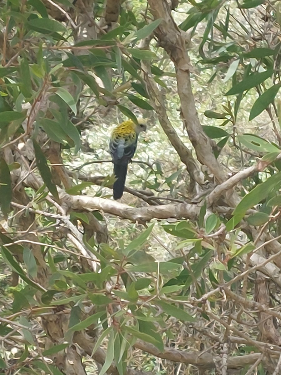 Pale-headed Rosella - ML643525980
