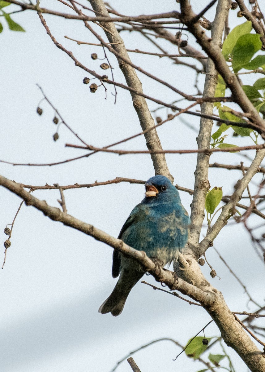 Indigo Bunting - ML643525989