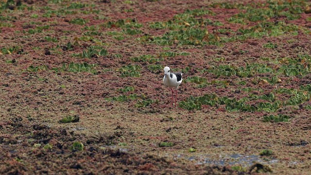 Black-necked Stilt (White-backed) - ML643525990