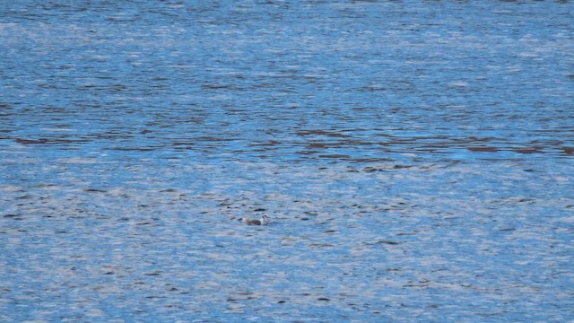 Black-legged Kittiwake - ML643525991