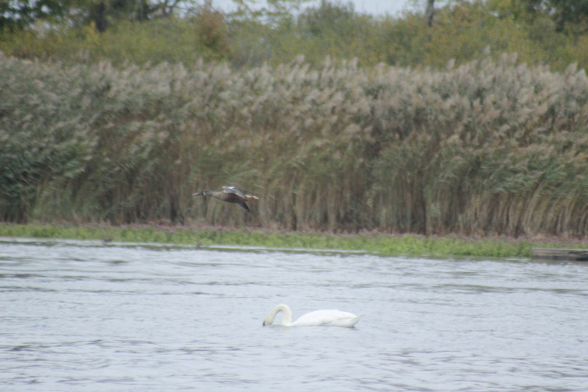 Northern Shoveler - ML643526004