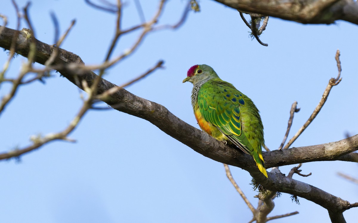 Rose-crowned Fruit-Dove - ML643526011