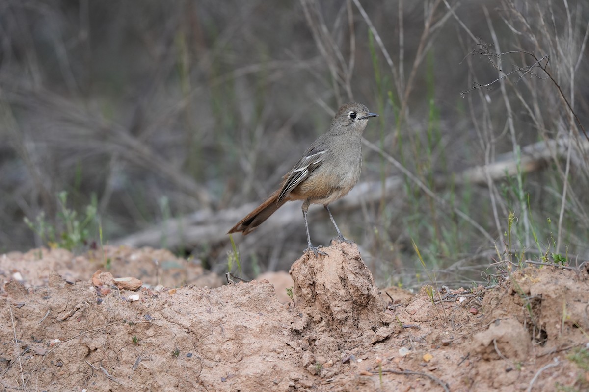 Southern Scrub-Robin - ML643526013