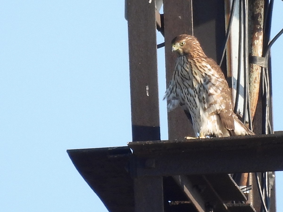 Cooper's Hawk - ML643526032