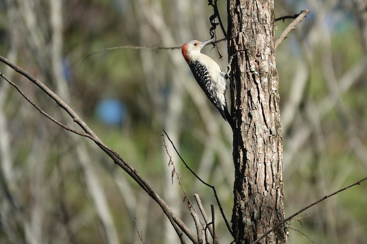Red-bellied Woodpecker - ML643526066