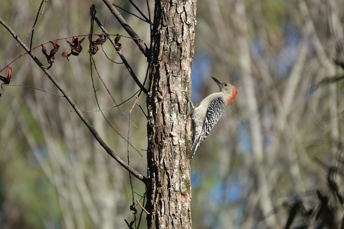 Red-bellied Woodpecker - ML643526067