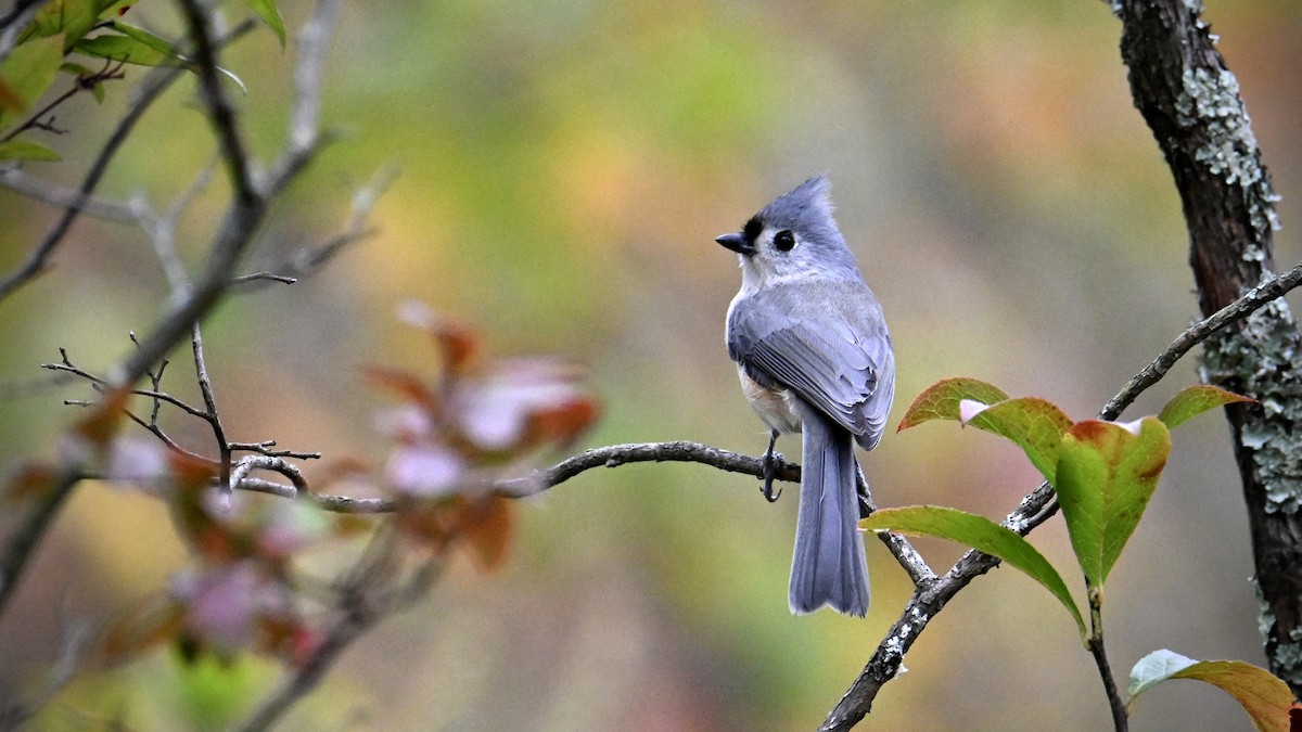 Mésange bicolore - ML643526076