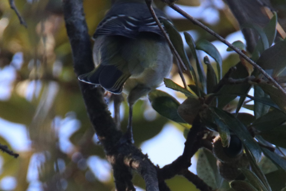 Western Tanager - ML643526077