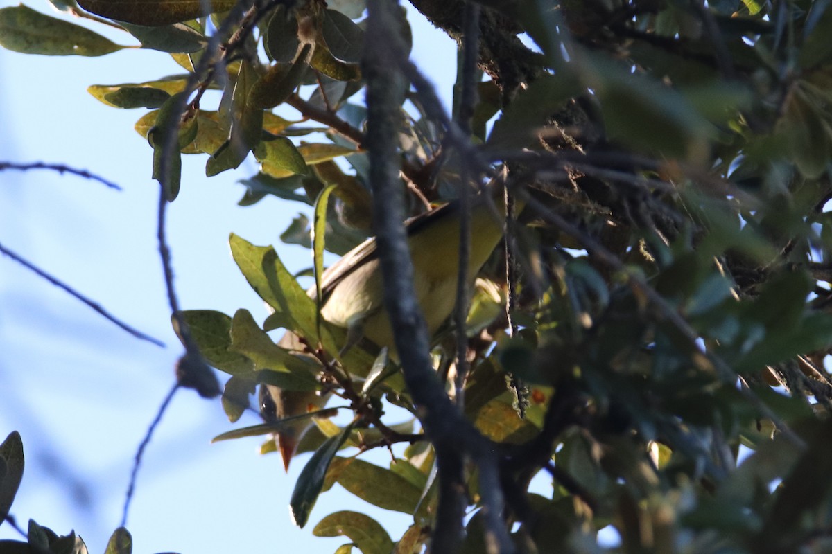 Western Tanager - ML643526078