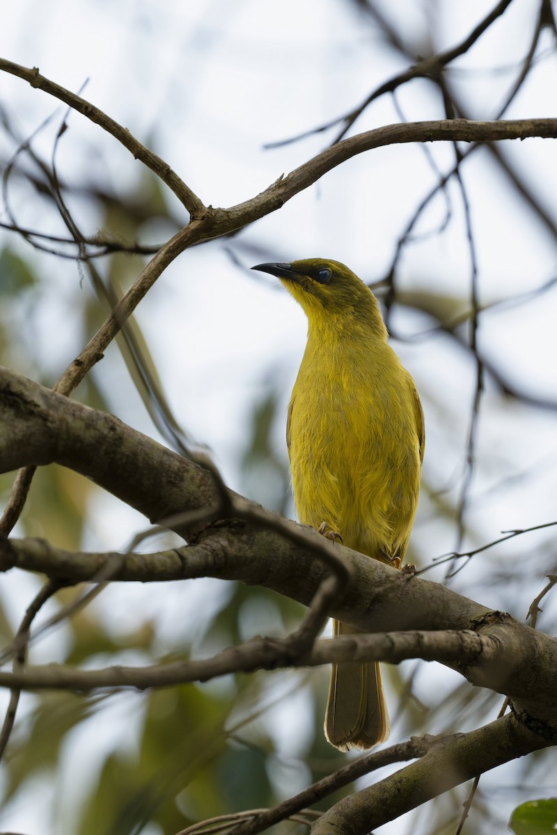 Yellow Honeyeater - ML643526094