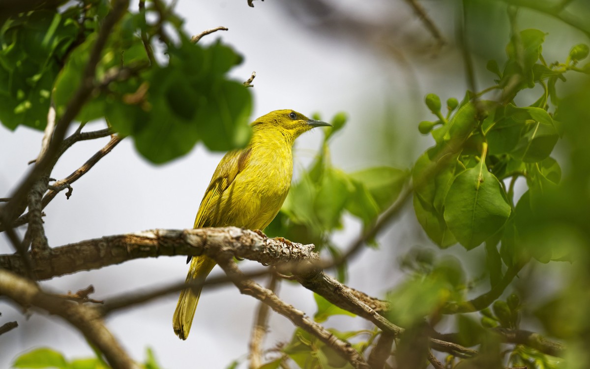 Yellow Honeyeater - ML643526095