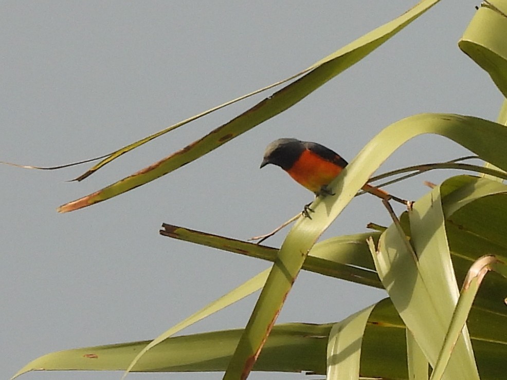 Small Minivet - ML643526116