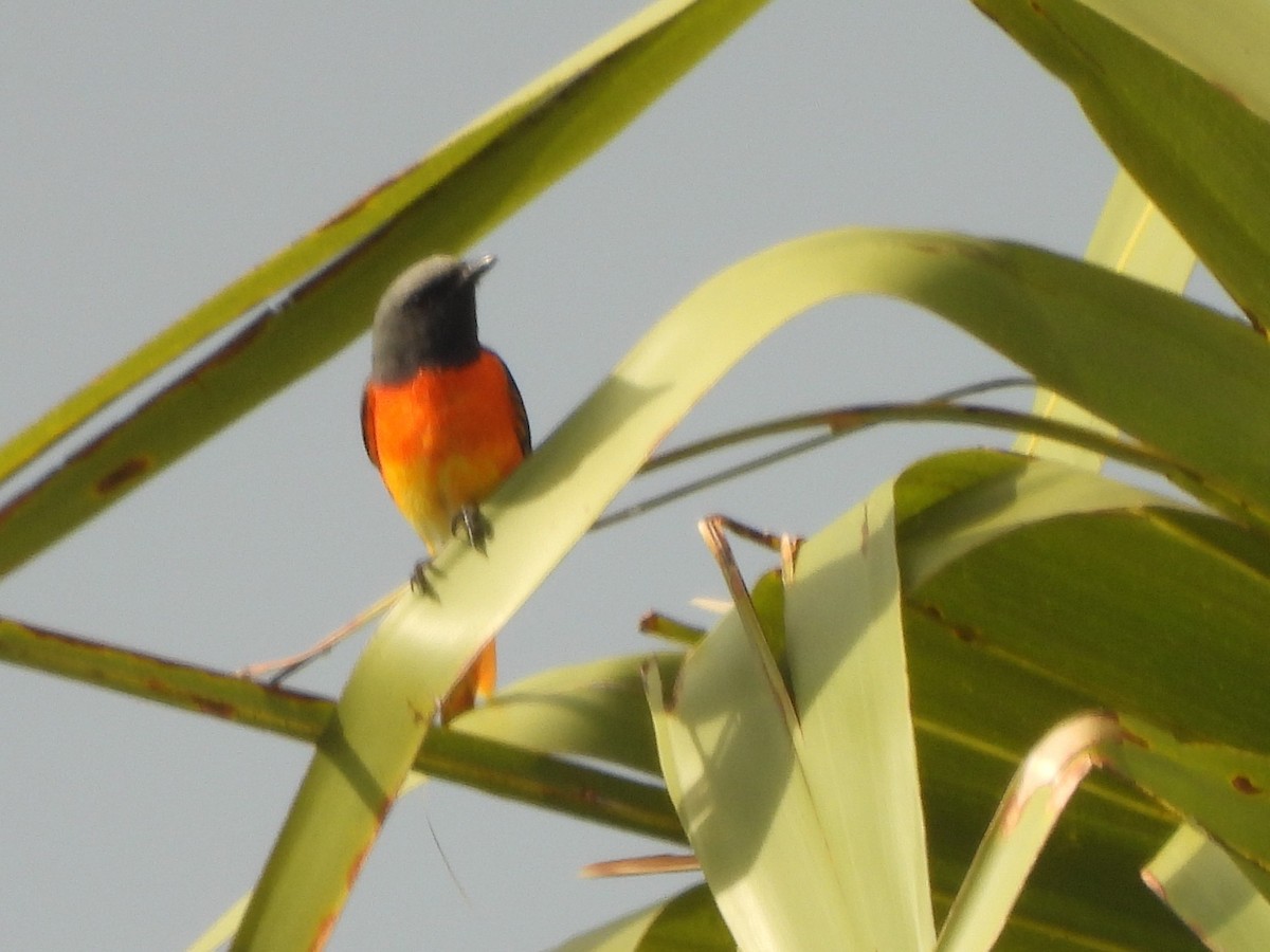 Small Minivet - ML643526118