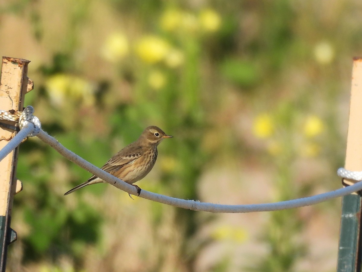 American Pipit - ML643526128