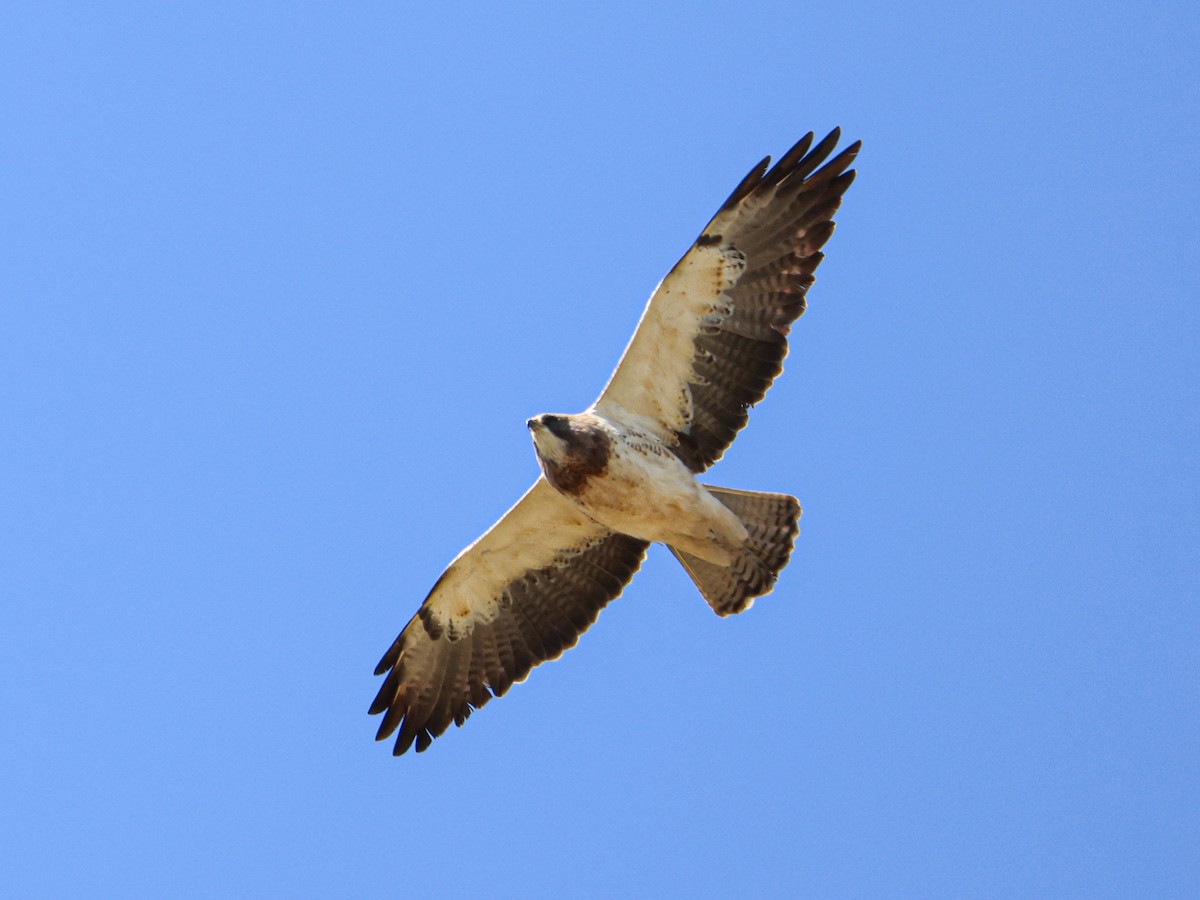 Swainson's Hawk - ML643526133