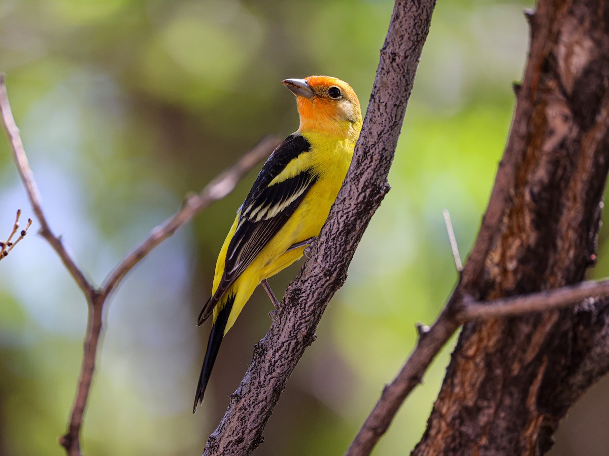 Western Tanager - ML643526142