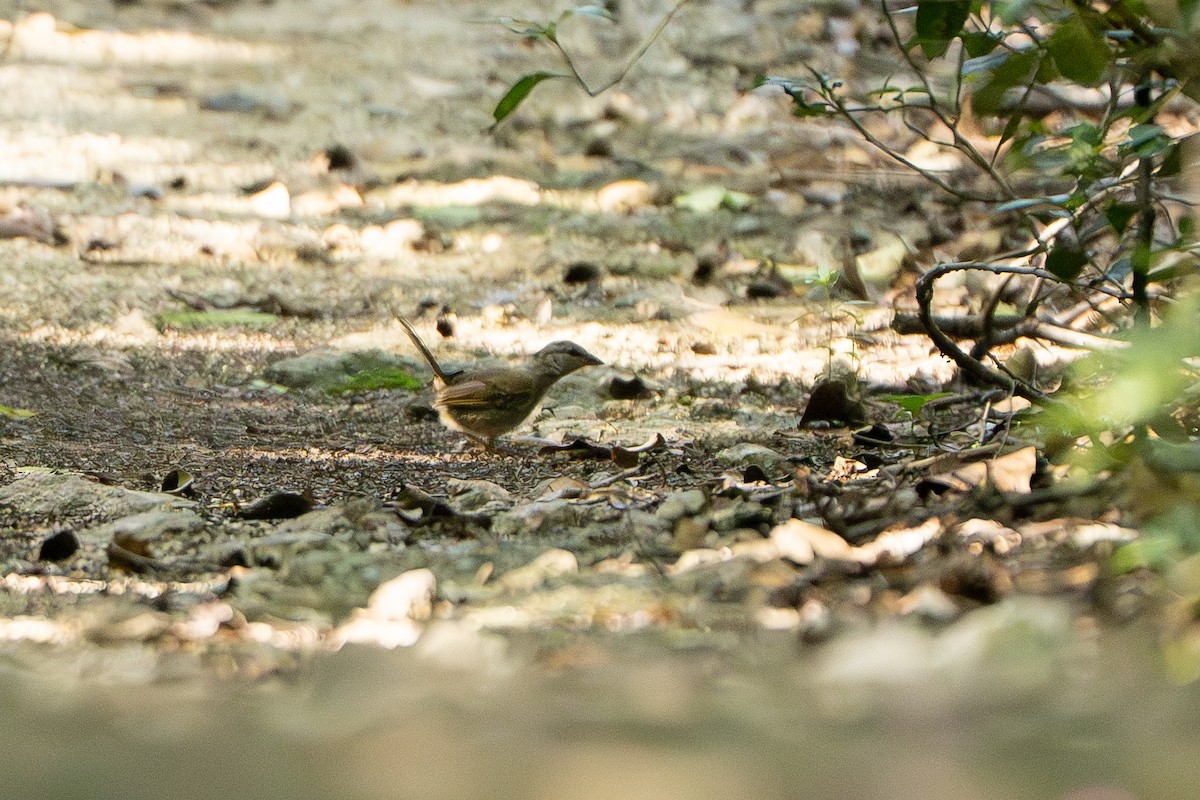 Olive Sparrow - ML643526151