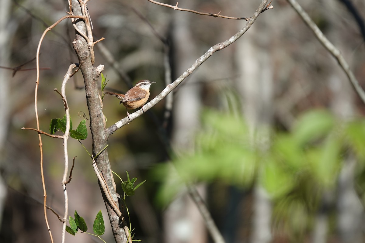 Carolina Wren - ML643526169