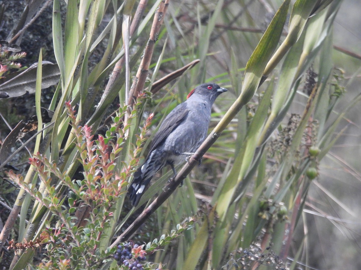 Red-crested Cotinga - ML643526179