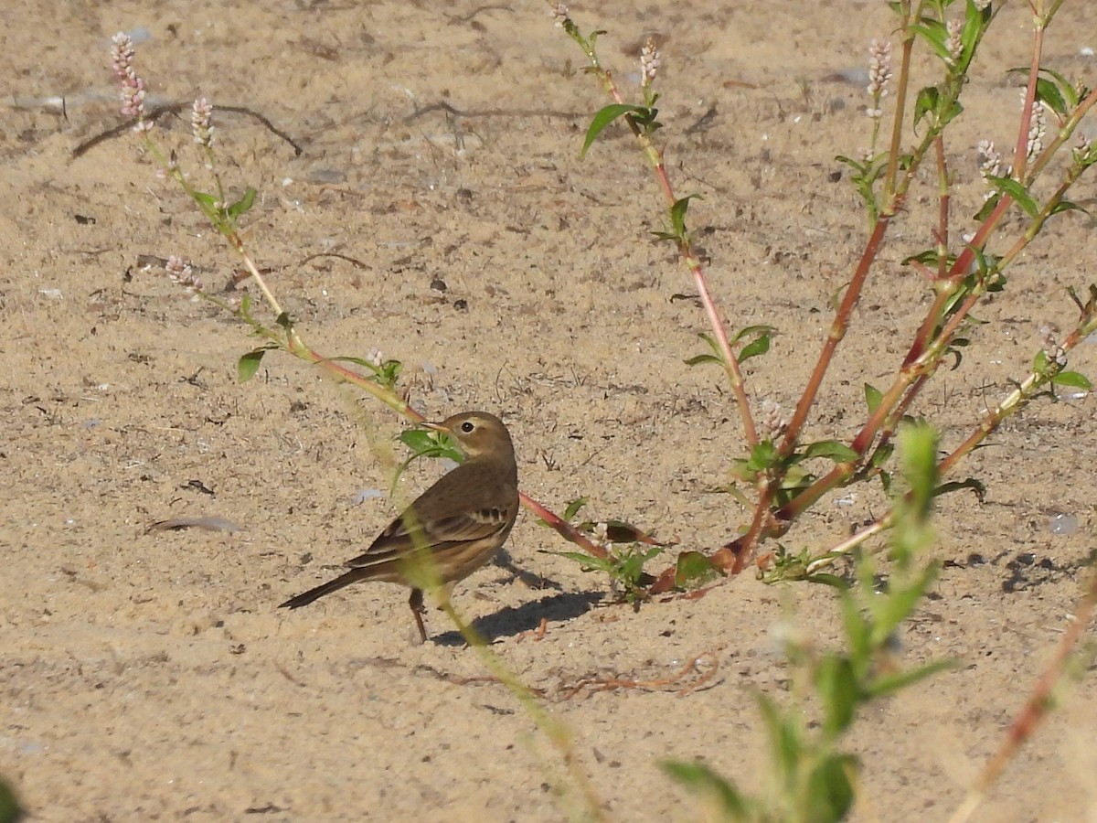 American Pipit - ML643526180