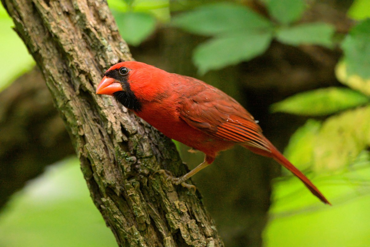 Northern Cardinal - ML643526181