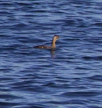 Horned Grebe - ML643526184