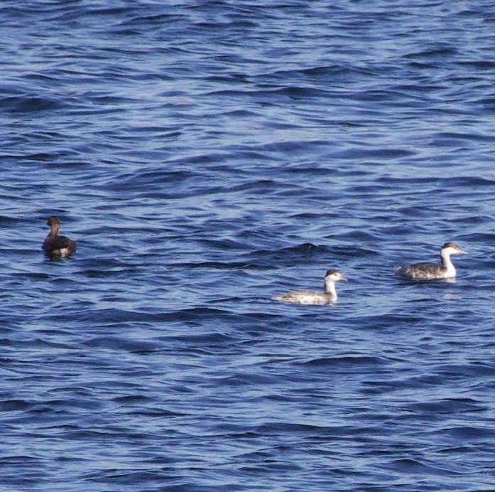 Horned Grebe - ML643526185