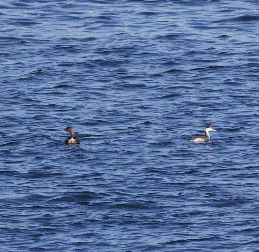 Horned Grebe - ML643526186