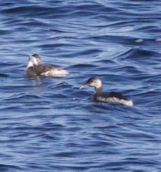 Horned Grebe - ML643526188