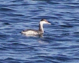 Horned Grebe - ML643526189