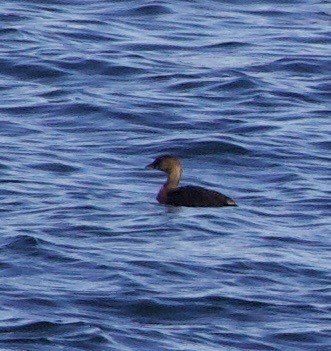 Horned Grebe - ML643526190