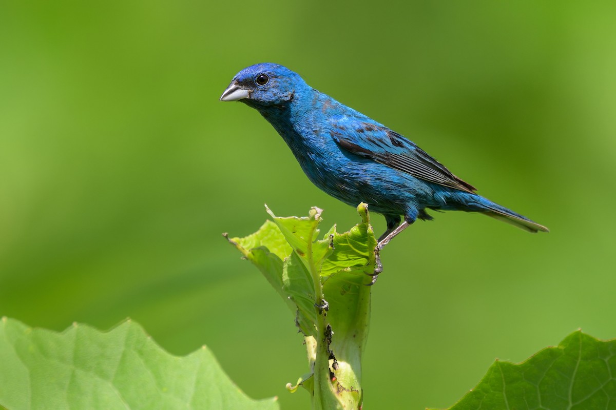 Indigo Bunting - ML643526193