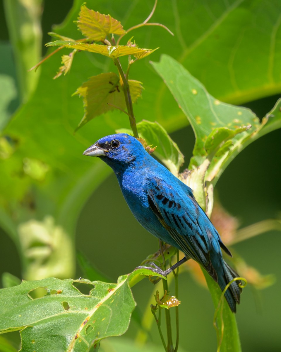 Indigo Bunting - ML643526194