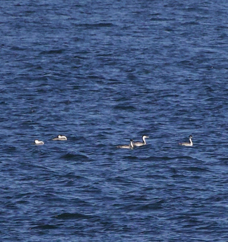 Western Grebe - ML643526204