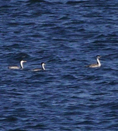 Western Grebe - ML643526205