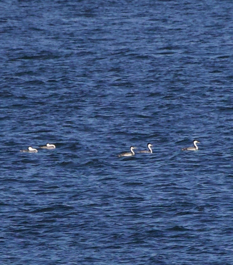 Western Grebe - ML643526206