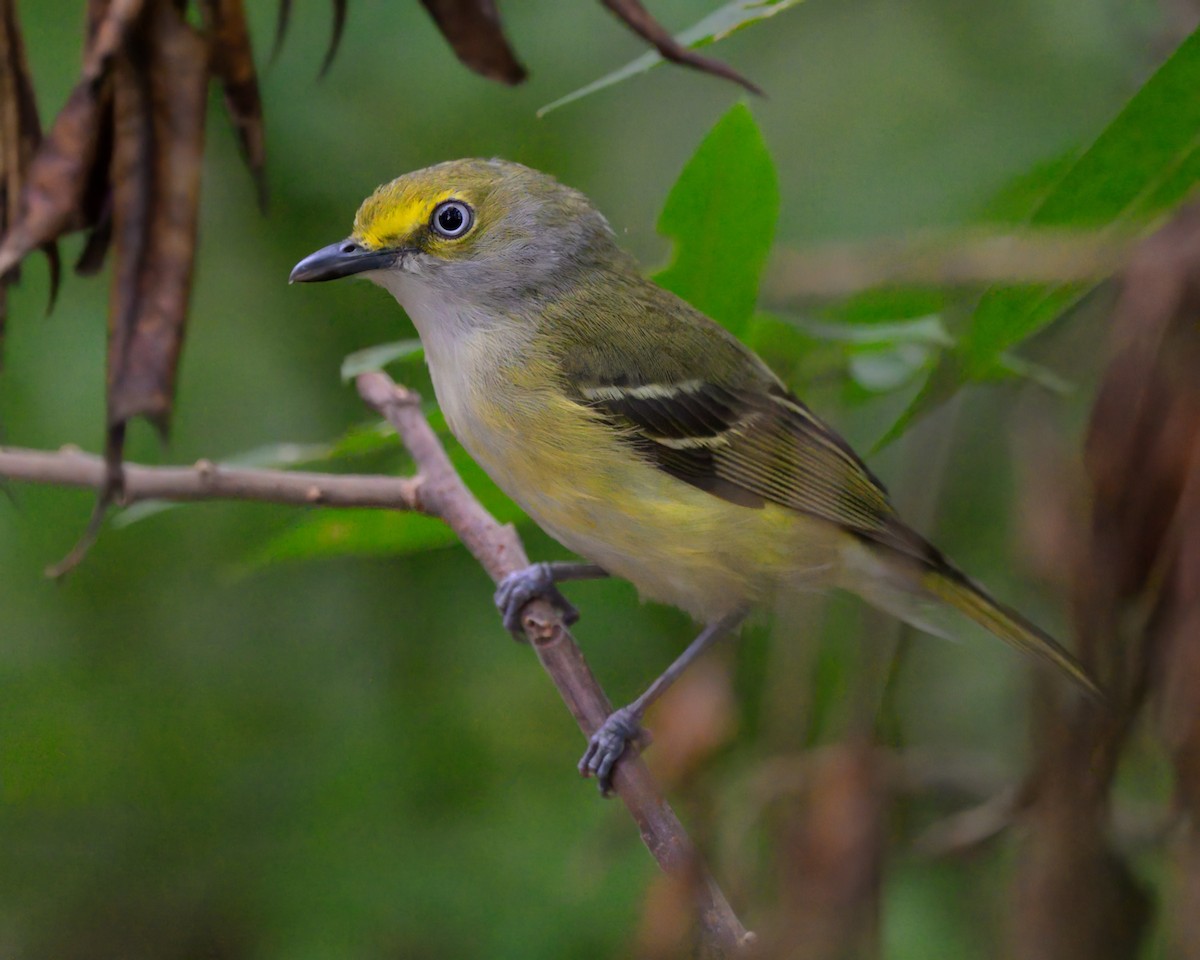 Vireo Ojiblanco - ML643526213