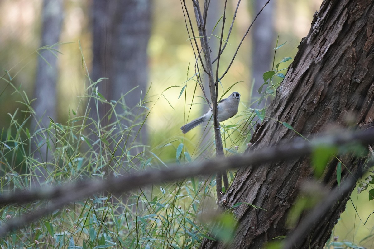 Mésange bicolore - ML643526217