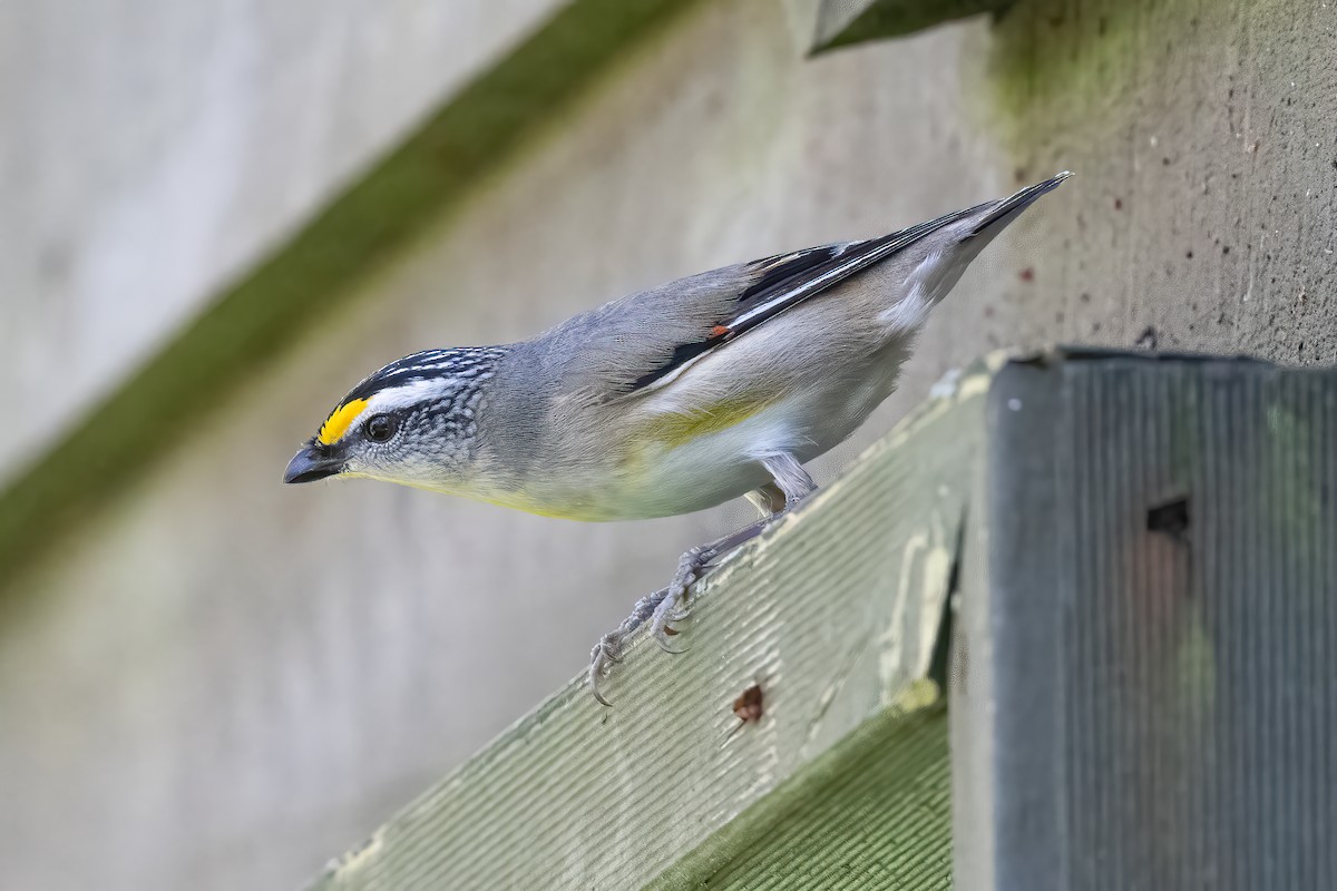 Striated Pardalote - ML643526231