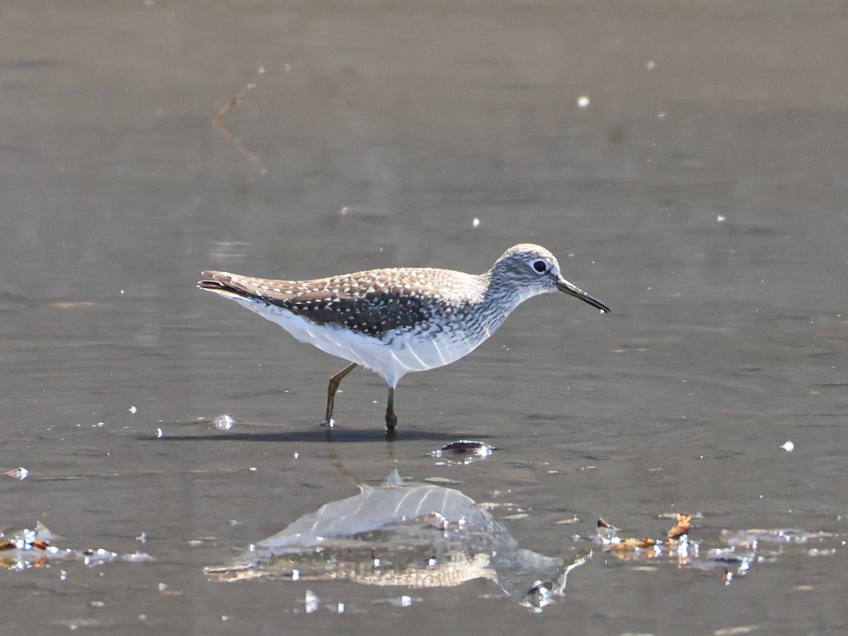 Solitary Sandpiper - ML643526234