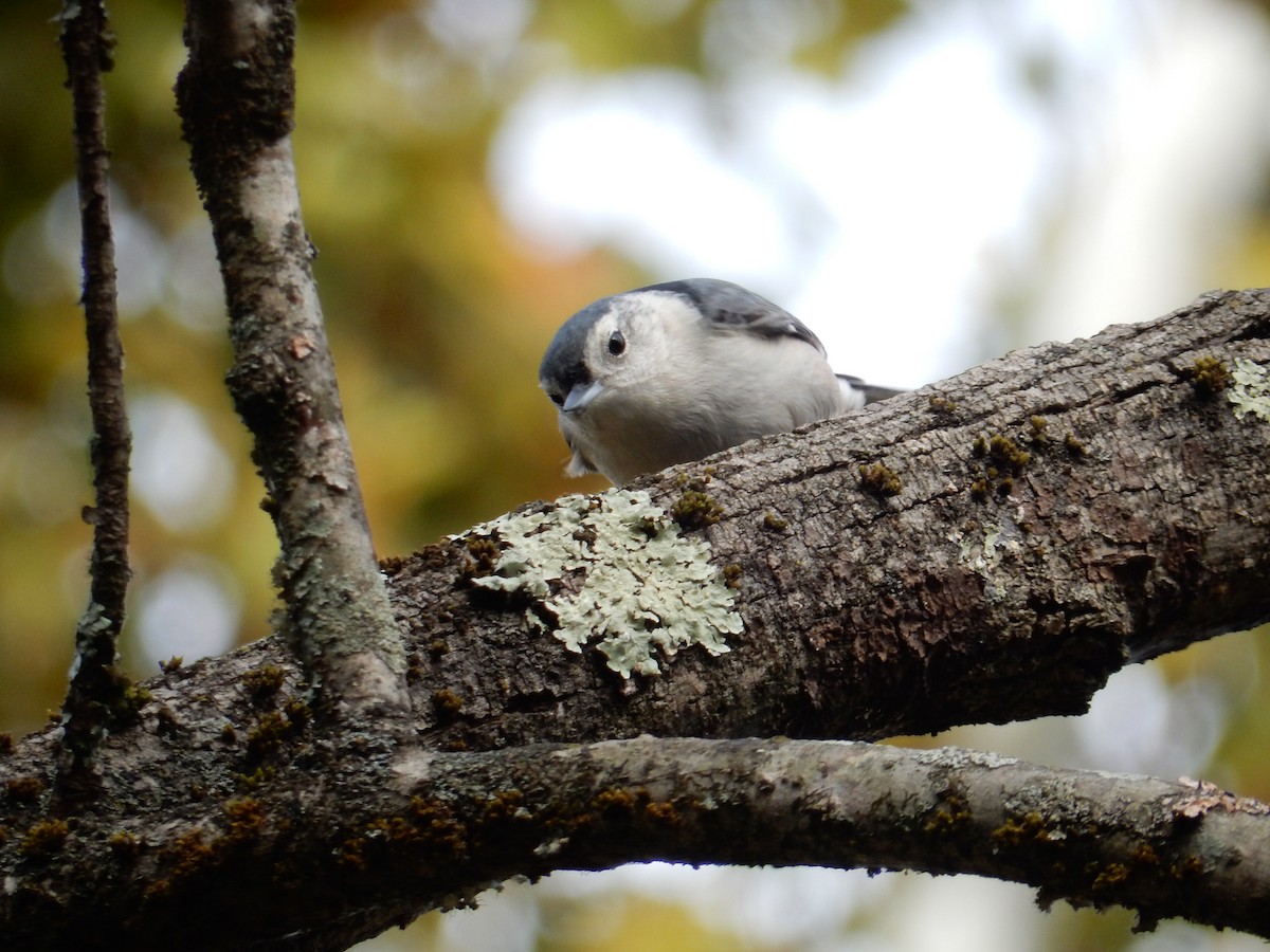 White-breasted Nuthatch - ML643526239