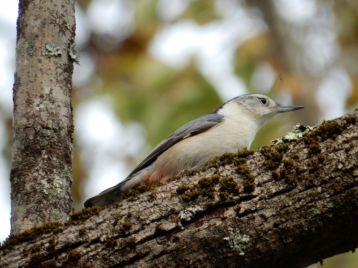 White-breasted Nuthatch - ML643526240
