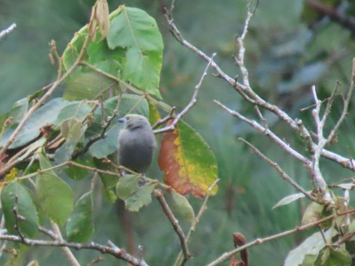 Palm Tanager - ML643526246