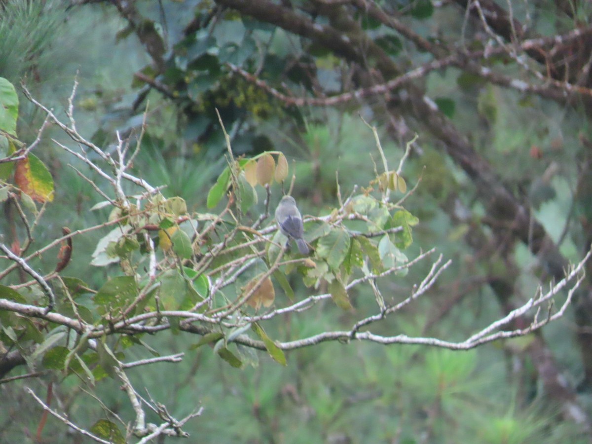 Palm Tanager - ML643526247