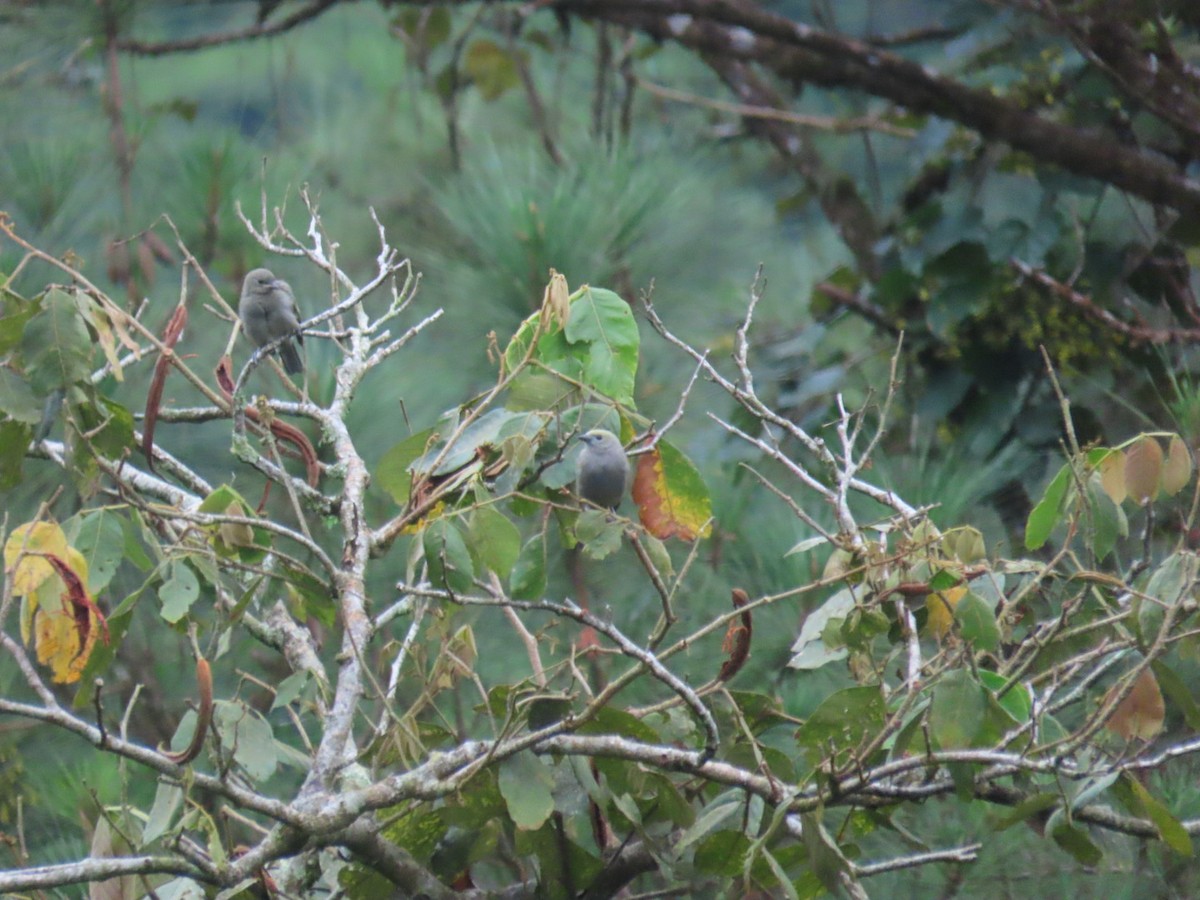 Palm Tanager - ML643526248