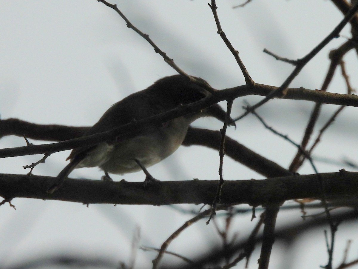 Sri Lanka Woodshrike - ML643526249