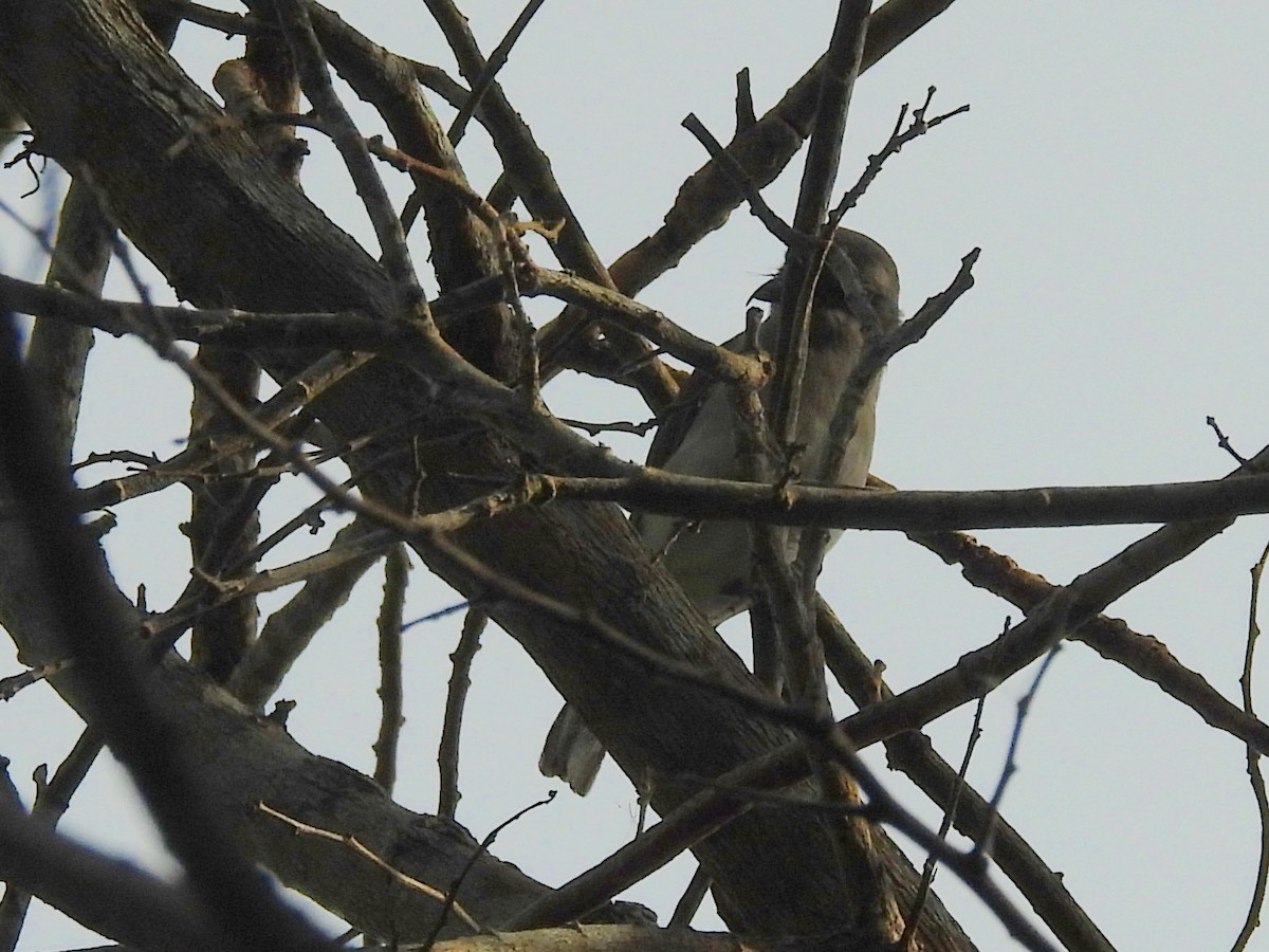 Sri Lanka Woodshrike - ML643526250