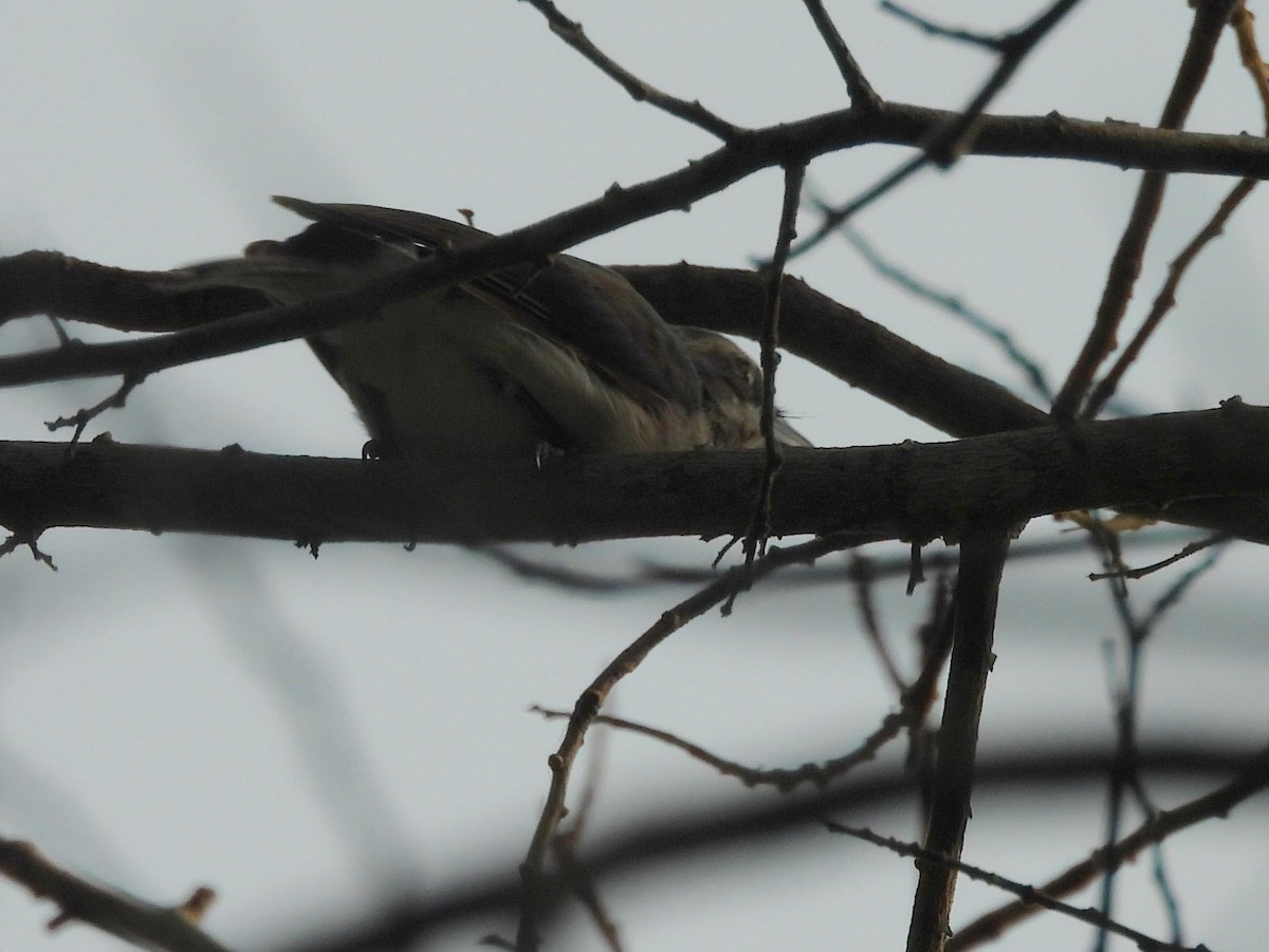 Sri Lanka Woodshrike - ML643526251
